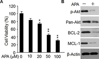 Effect of APA on cell proliferation, p-AKT level, and expression of BCL-2 and MCL-1in primary breast cancer cells.