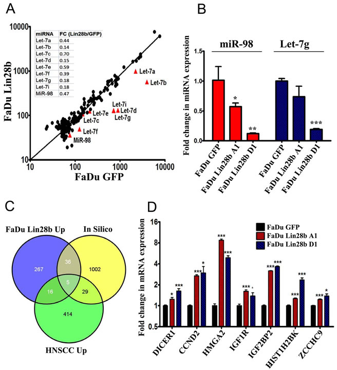 Characterizing the miRNA and mRNA changes in FaDu~Lin28b cells.