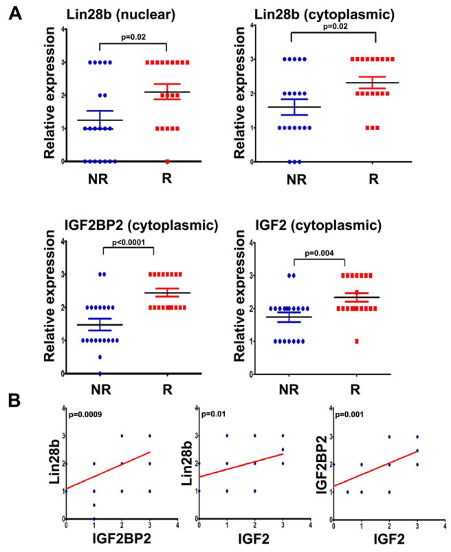 Expression of Lin28b, IGF2BP2, and IGF2 was associated with higher risk of recurrence in primary HNSCC samples.