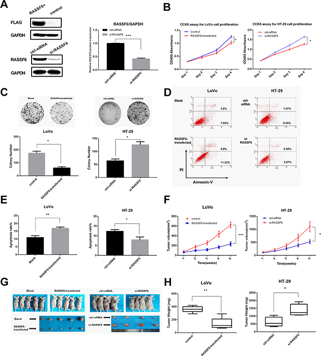 RASSF6 inhibits cancer cell proliferation and induces apoptosis.