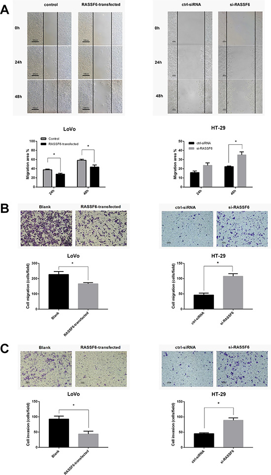 RASSF6 inhibits the migration and invasion ability of colorectal cancer cells.