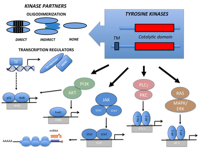 Structure and Signaling Transduction Motifs of Tyrosine Kinase Fusions.