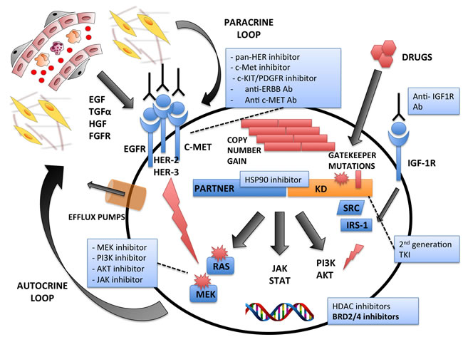 Mechanisms of Intrinsic and/or Acquired Resistances to Tyrosine Kinase Exposure.