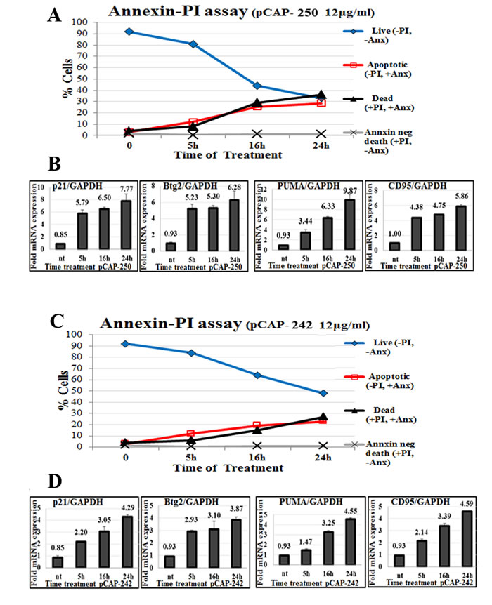 Peptides trigger apoptosis in correlation to activation of WTp53 target genes.