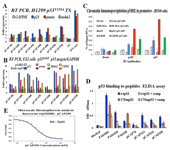 Figure 3 : Peptides binding to p53 and their effect on the expression of p53 target genes.