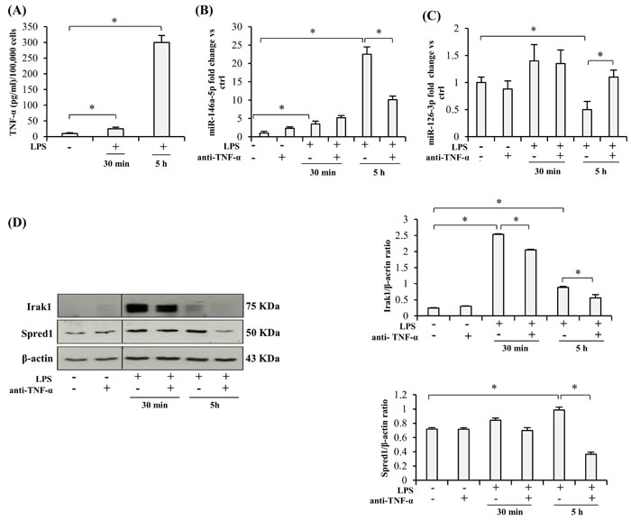 Effect of TNF-&#x3b1; blockade on the expression of miRs and their target proteins in LPS-exposed THP-1 cells.