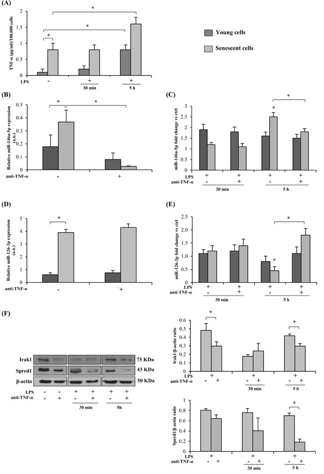 Effect of TNF-&#x3b1; blockade on the expression of miRs and their target proteins in senescent (SA-&#x3b2;-Gal &gt; 50 %) and young (SA-&#x3b2;-Gal &lt; 5 %) HUVECs with and without LPS-stimulation.