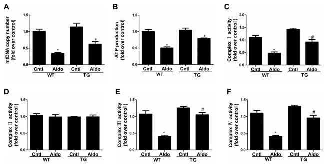 Overexpression of PGC-1&#x3b1; in mice blocked Aldo-induced mitochondrial dysfunction.