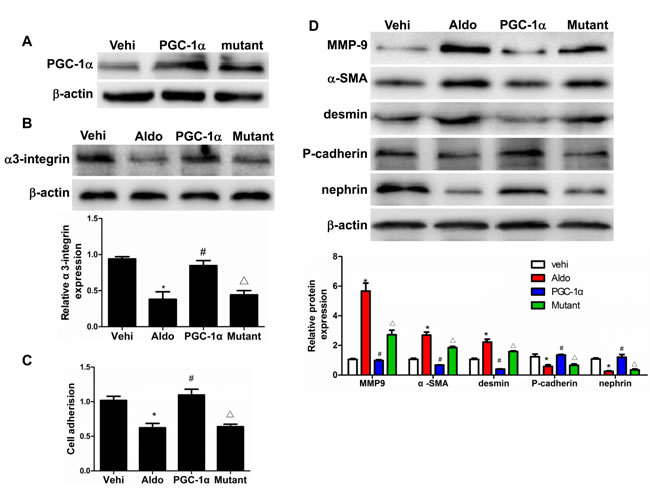 Overexpression of PGC-1&#x3b1; in podocytes blocked Aldo-induced podocyte phenotypic changes.