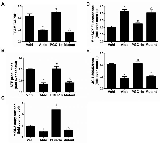 Overexpression of PGC-1&#x3b1; in podocytes blocked Aldo-induced mitochondrial dysfunction.