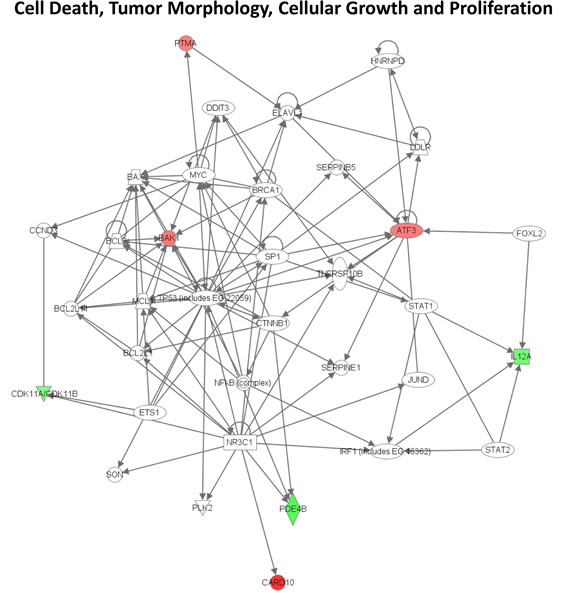 Signaling network of genes affected by UV in familial SFs with a V126D-p16 mutation.