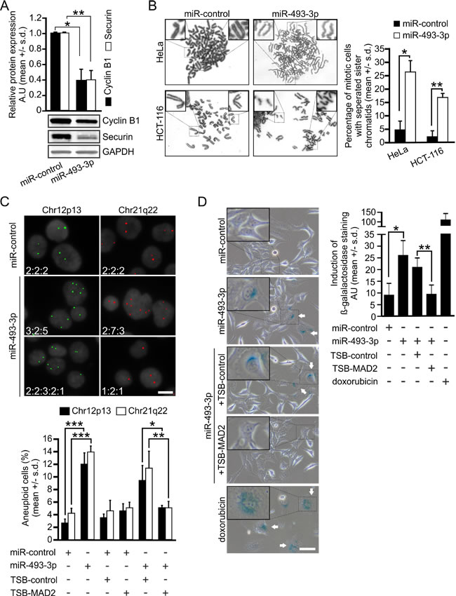 miR-493-3p overexpression leads to aberrant sister chromatid separation and aneuploidy in cells.