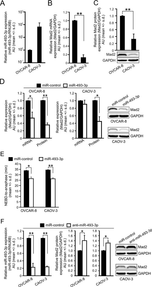 miR-493-3p levels negatively associate with Mad2 gene expression in ovarian cancer cell lines.