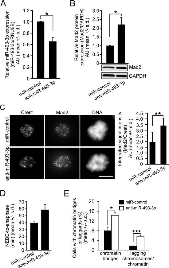 Suppression of endogenous miR-493-3p upregulates Mad2 and induces mitotic anomalies.