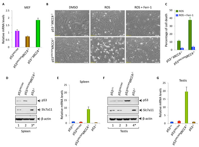 The roles of p53-mediated effects on Slc7a11 and ferroptosis in tumor suppression and aging associated testicular atrophy in p