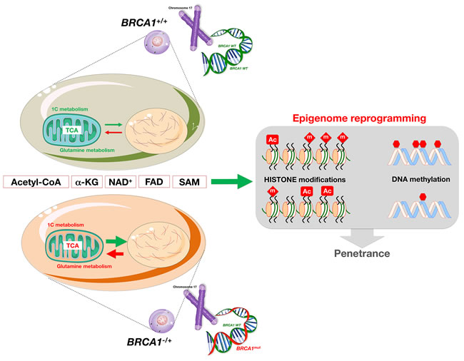 Metabolic regulation of epigenetics: The reprogramming dimension of