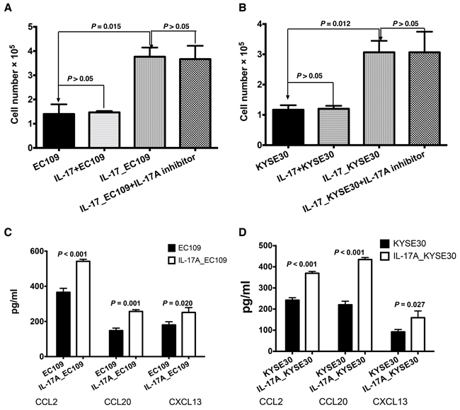 IL-17A promotes the recruitment of B cells by stimulating ESCC tumor cells to produce more chemokines.