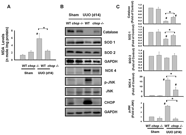 CHOP deficiency abates oxidative stress in the kidneys of UUO mice.