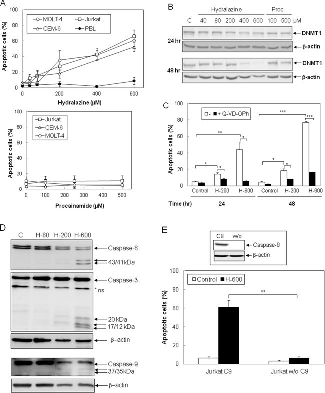 Induction of caspase-dependent apoptosis by hydralazine in leukemic T cells.