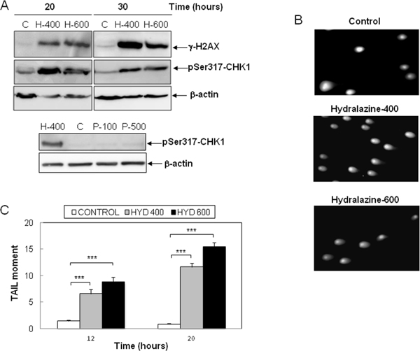 Induction of DNA damage by hydralazine in leukemic T cells.