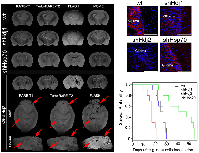 Knockdown of Hsp70 in C6 cells delays tumor growth and down-regulation of Hdj2 increases tumor aggressiveness and distant tumor lesion formation in vivo.