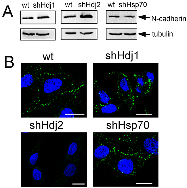 Knock-down of Hdj2 in C6 glioblastoma cells leads to the enhancement of N-cadherin intracellular amount and to its redistribution.