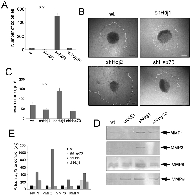 The knock-down of Hdj2 expression in C6 glioblastoma cells causes an increased ability for invasion as demonstrated by cell growth in Matrigel and metalloproteinase expression.