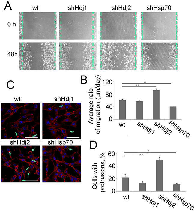 Downregulation of Hdj2 in C6 cells modulates the ability for cell migration.