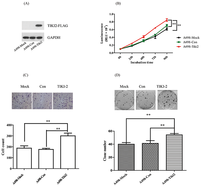 Ectopic TIKI2 expression promoted the proliferation, invasiveness, and colony formation abilities of RCC cells.