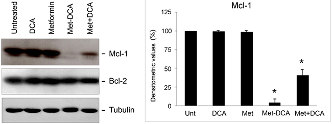 Mcl-1 down-regulation in p53 wild-type leukemic cells upon treatment with Metformin plus DCA combination and with the Met-DCA cocrystal MetH2&#x002B;&#x002B;&#x2022;2DCA&#x2212;.