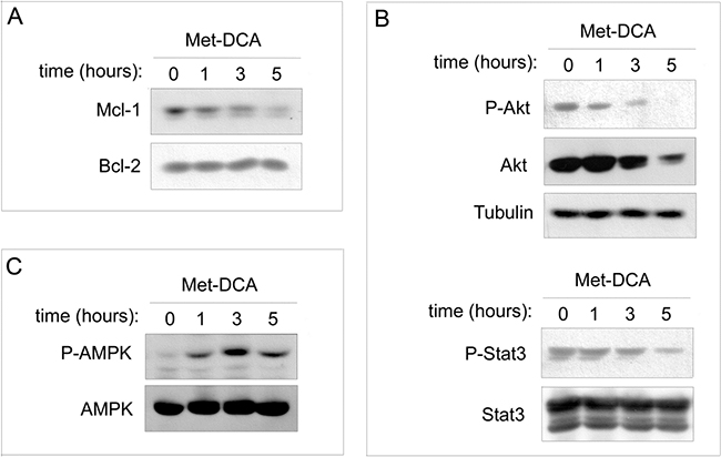 Effects of the Met-DCA cocrystal MetH2&#x002B;&#x002B;&#x2022;2DCA&#x2212; on different molecular signaling pathways.