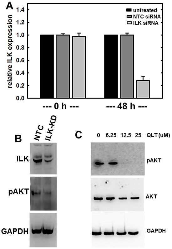 Regulation of ILK expression and activity.