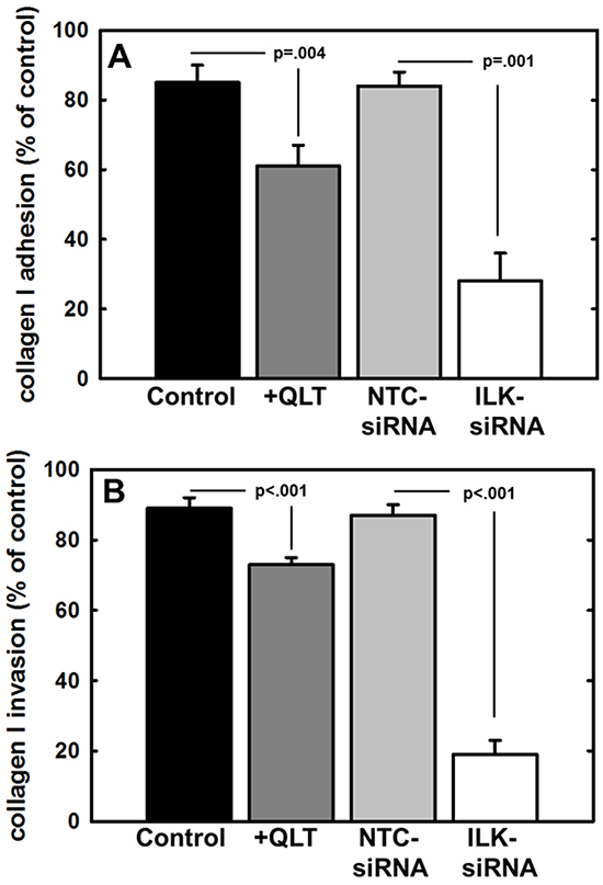 Effect of modified ILK expression and activity on adhesion to and invasion of type I collagen.