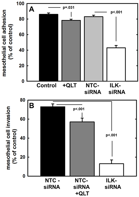 Effect of modified ILK expression and activity on adhesion to and invasion of live mesothelial cell monolayers or meso-mimetic cultures.