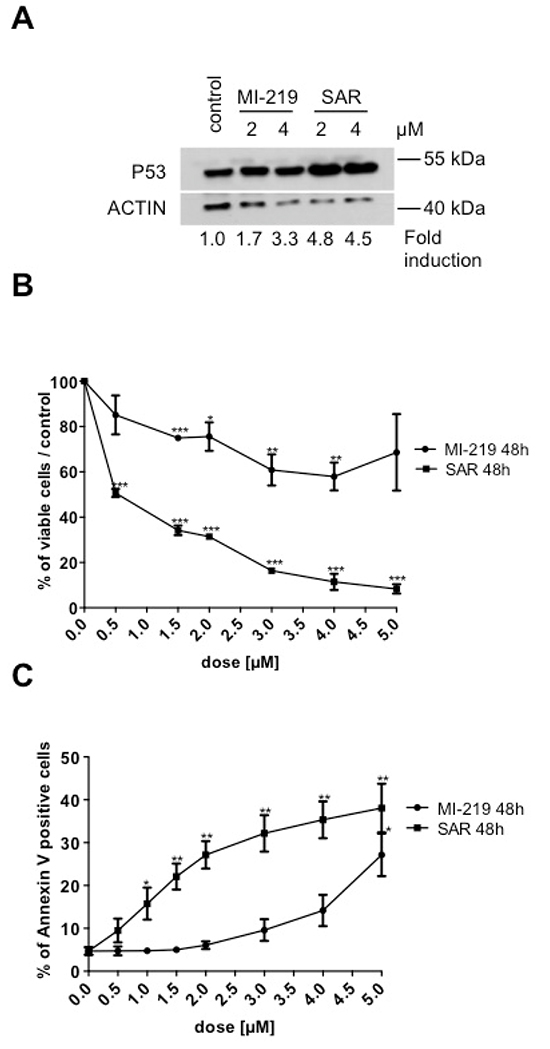 Effect of SAR405838 on erythroid differentiation.