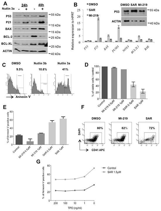 Effect of p53 reactivation on late stage of megakaryocytic differentiation.
