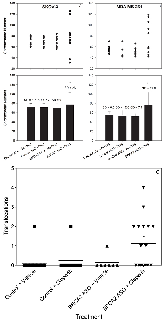 Combined BRCA2 ASO and olaparib treatment increases the variability in chromosome number and increases translocation frequency in ovarian and breast cancer cells.