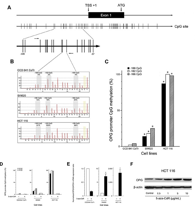 OPG down-regulation by promoter methylation and effects of 5-aza-CdR treatment on the frequency of promoter methylation and the expression of OPG in CRC cells.