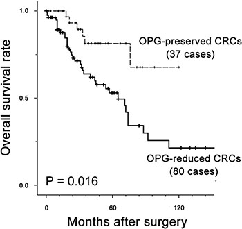 Kaplan-Meier plot for OPG expression in 117 patients with CRC.