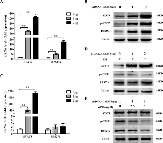 Upregulation of RPS27a by p-STAT3 in HEK293T cells.