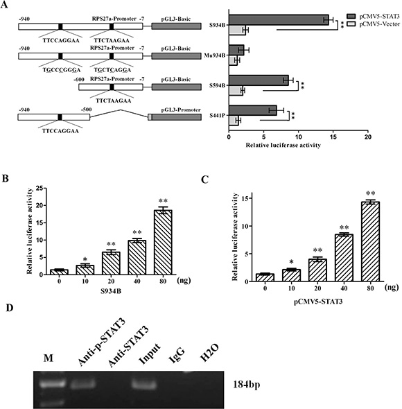 Effects of p-STAT3 on the transcriptional activity of RPS27a promoter.