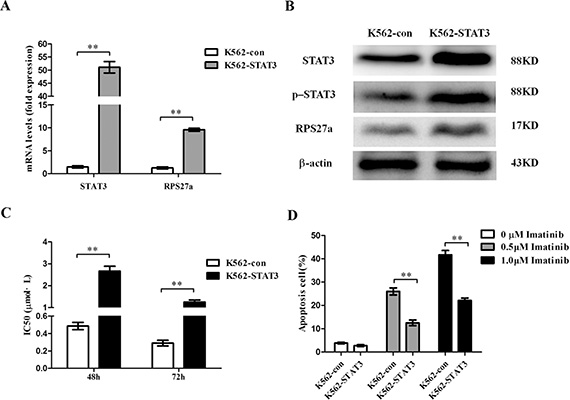 Validation of STAT3 overexpression and its effect on apoptosis in K562 cells.