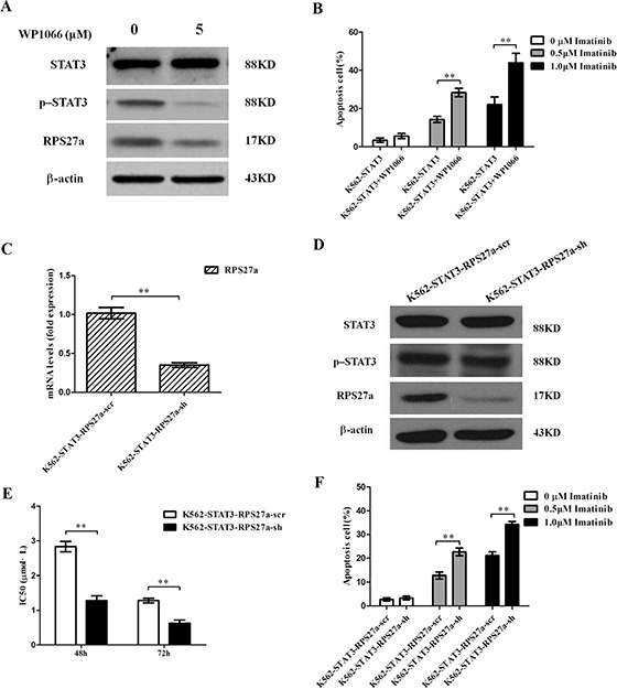 Validation of p-STAT3/RPS27a pathway blocking and its effect on apoptosis in K562-STAT3 cells.
