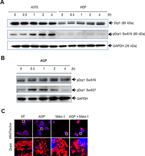 AGP-activated medium induces Drp1-mediated mitochondrial remodeling.