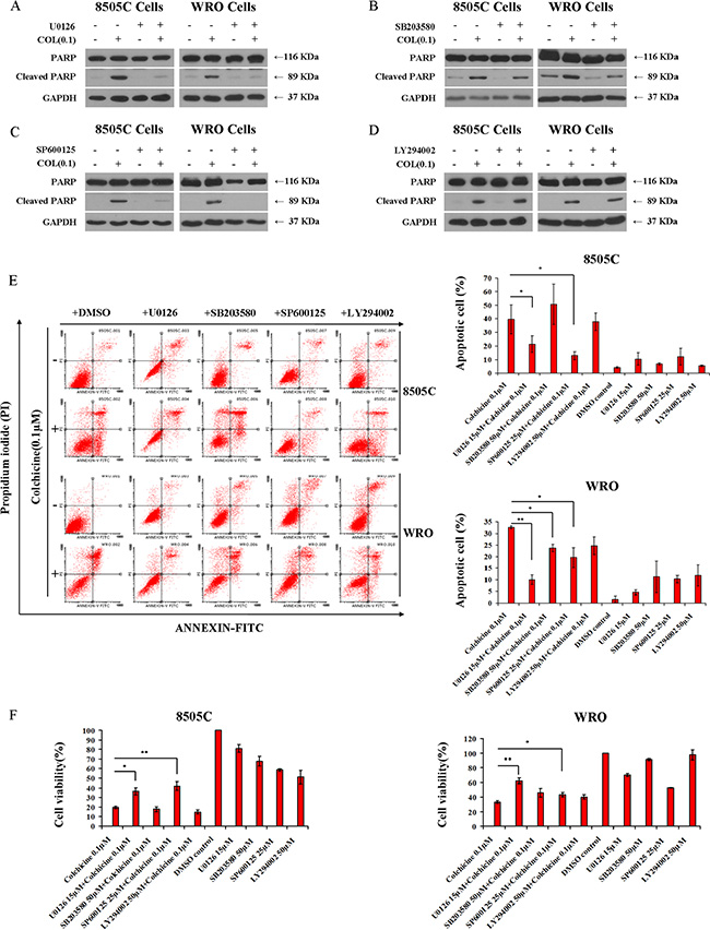 Involvement of MAPK in colchicine-induced thyroid cancer cell apoptosis.