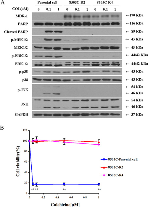Colchicine&#x2013;resistant thyroid cancer cells (8505C) show reduced MEK/ERK1/2 and JNK activity.
