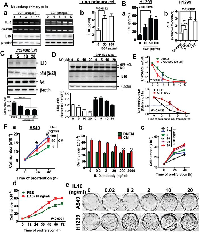 EGF induces IL10 expression, and IL10 increases proliferation.