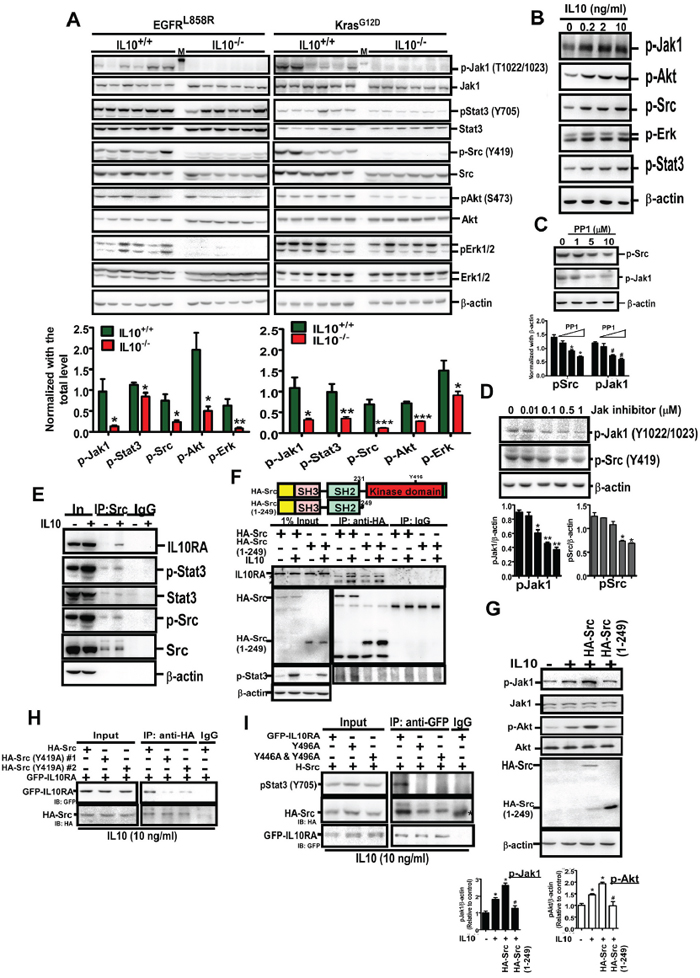 IL10 induces oncogenic signaling through inducing the interaction of IL10RA with phospho-Src.