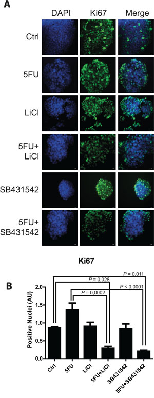 TGF-&#x03B2;RI inhibition reduced proliferation of 3D-cultured chemoresistant cancer cells.