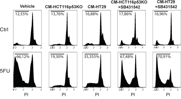 Conditioned medium from chemoresistant cells was able to protect chemosensitive HCT116 cells against 5FU toxicity.